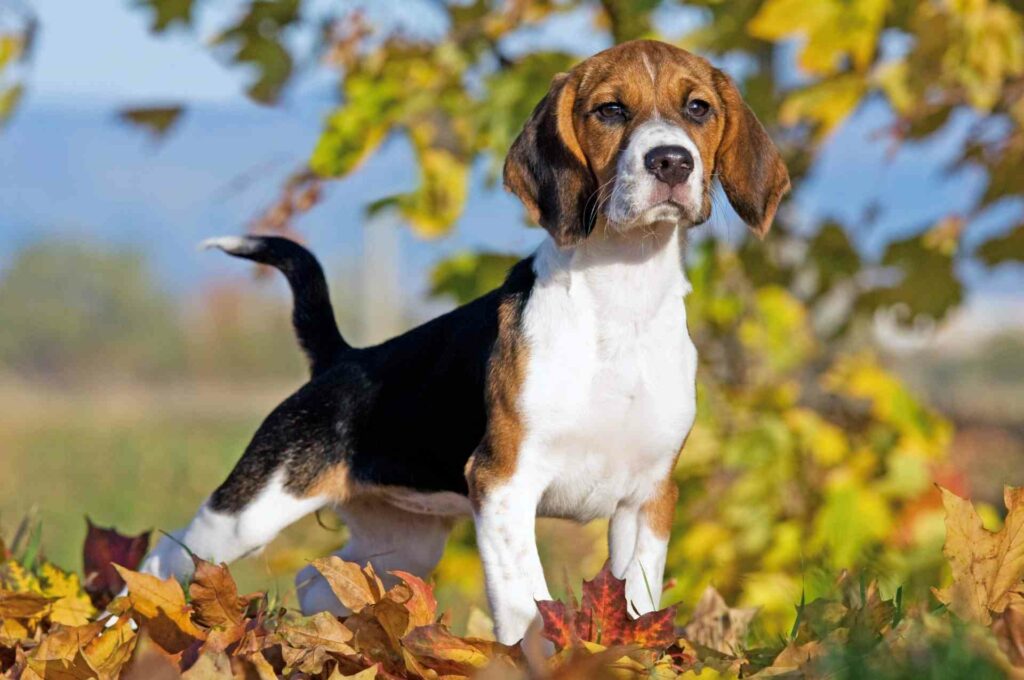 A dog in grass and trees